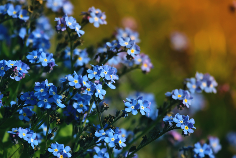 Enhance Your Backyard Escape by Choosing Tall-Potted Plants That Offer Natural Privacy