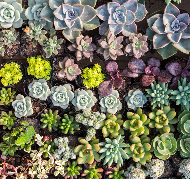 Enhance Your Backyard Escape by Choosing Tall-Potted Plants That Offer Natural Privacy